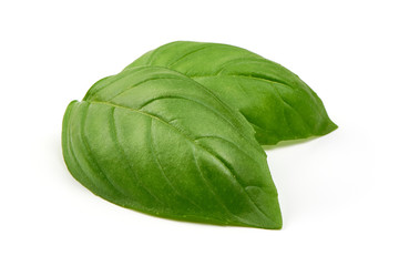 Fresh basil leaves, close-up, isolated on white background