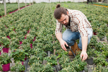 Naklejka na ściany i meble Professional gardener working with tomato seedlings in greenhouse