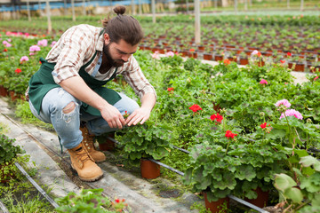 Florist cultivating geraniums