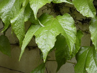 HOJAS MOJADAS POR LA LLUVIA