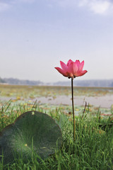 Lotus flower with leaf in lake