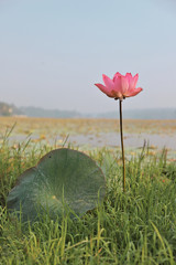 Lotus flower with leaf in lake