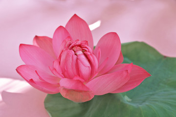 Lotus flowers with leaf  on pink background 