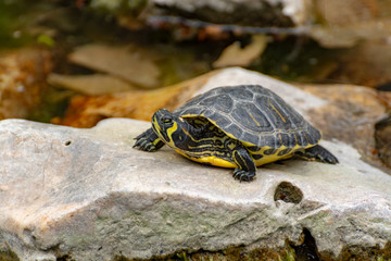 Yellow-bellied slider, land and water turtle, sunbathing in pond