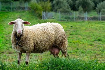 Naklejka na ściany i meble Organic cheese farm, sheep grazing green grass on pasture in Greece