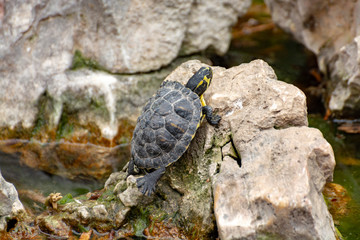 Yellow-bellied slider, land and water turtle, sunbathing in pond