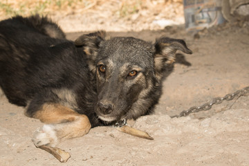 Dog puppy large size brown color with open mouth for design