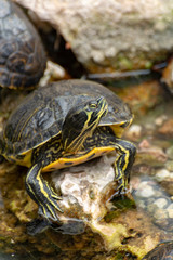 Yellow-bellied slider, land and water turtle, sunbathing in pond