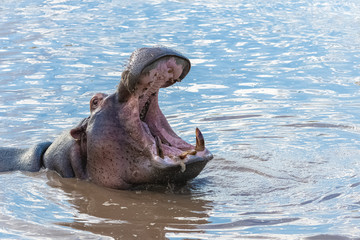 hippopotamus yawning, mouth wide open, in the lake in Africa, portrait