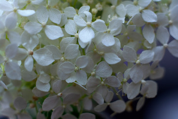 Wonderful white flowers. Wedding design. Closeup. Flowers background.