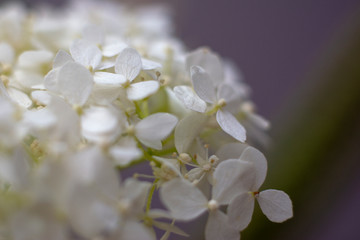 Wedding bouquet of white flowers. Jasmine flower. Macro. Copy space for text.