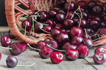 Close up of organic fresh sweet cherries in the basket, farm fruits on farmer market table. Healthy food consept