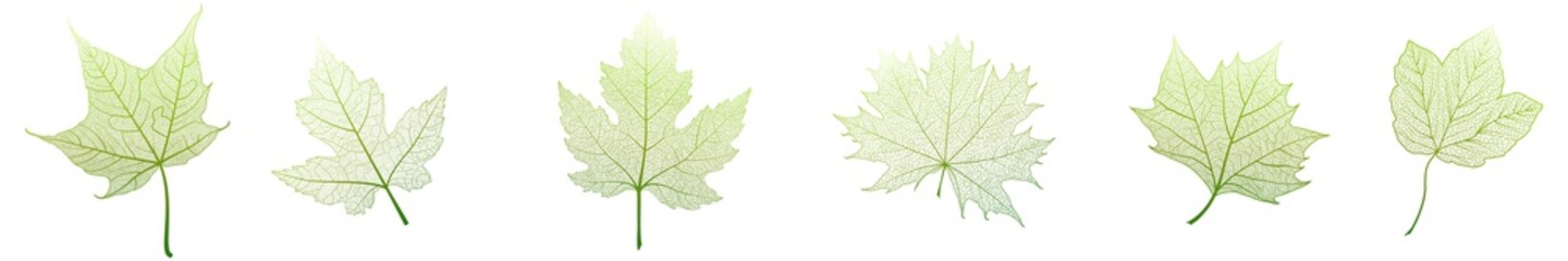 Set leaves on white. Vector illustration.