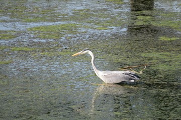 Great gray heron on the pond in Florida nature 