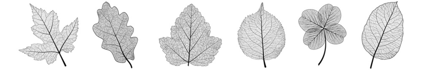 Set leaves on white. Vector illustration.