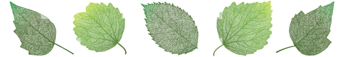 Set leaves on white. Vector illustration.