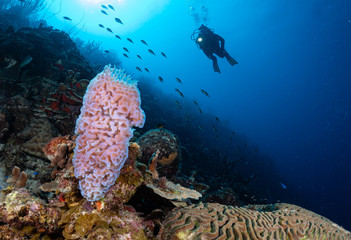 Fototapeta na wymiar Diver approaches azure vase sponge on the reef in Bonaire, Netherlands Antilles