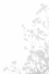 Gray shadows of the flowers and delicate grass on a white wall. Abstract neutral nature concept background. Space for text.