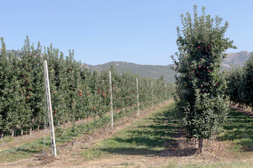 Obraz premium Apple-tree garden in the mountains