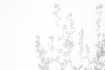 Gray shadows of the flowers and delicate grass on a white wall. Abstract neutral nature concept background. Space for text. - obrazy, fototapety, plakaty