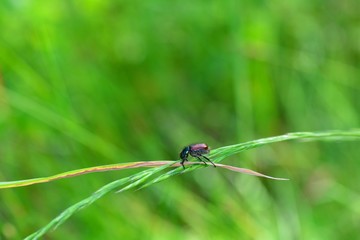 One Garden foliage beetle  ( Phyllopertha horticola )  on plant in front of green nature