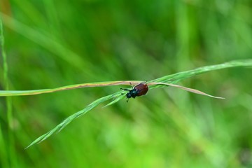  Garden chafer beetle  (  Phyllopertha horticola  )  on plant in front of green nature