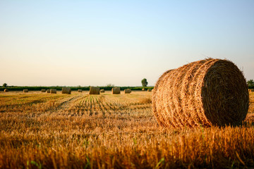 Rural Landscape Field Meadow With Hay Bales During Sunny Evening In Late Summer. Hay Stacks In Sunlight At Summer Sunrise. Bright Sun At Horizon