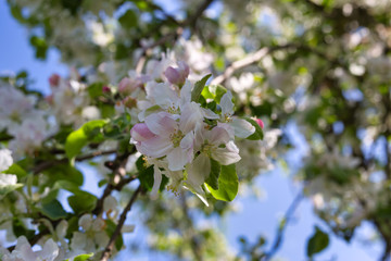 Apfelblüte