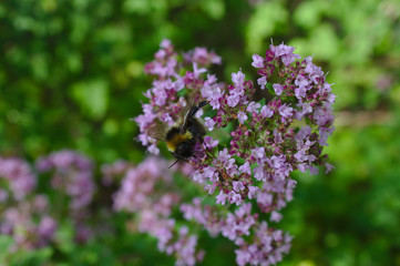 Hummel auf einer Minze im Wald