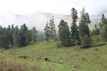 cows in the mountains