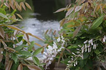 The park