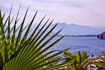 Exotic palm leaf against the background of the sea and mountains, postcard from travel