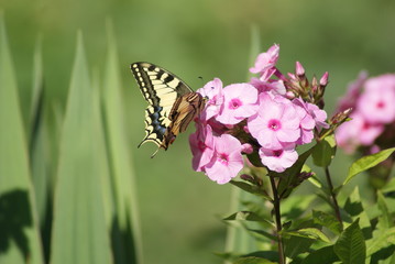 SONY DSC