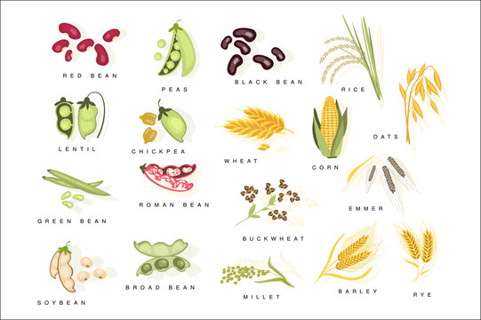 Cereal Plants With Names Set Flat Realistic Bright Color Infographic Illustration On White Background.