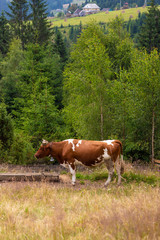 Fototapeta na wymiar farm, cow, animal, dairy, mammal, isolated, nature, milk, cattle, white, beef,