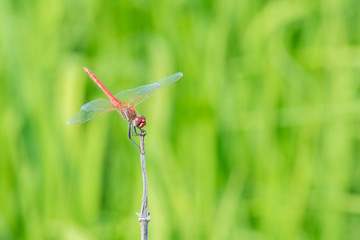 Dragonfly resting on a little stem