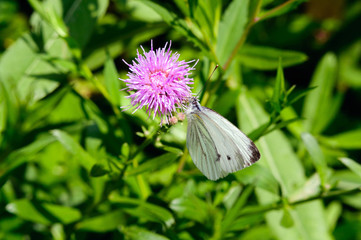 White butterfly on a purple flower in the garden.