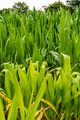 close up Corn field in the countryside, Many maize grown for harvest to sell to food factory.