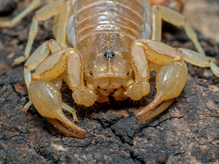 stripe-tailed scorpion, Paravaejovis spinigerus, close-up of face, on bark