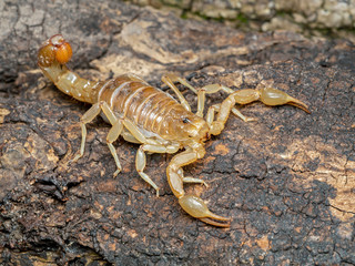 stripe-tailed scorpion, Paravaejovis spinigerus, 3/4 view on bark