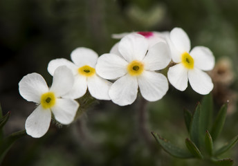 Obraz premium Androsace villosa white flower with yellow or purple center of meadows and high mountain rocks