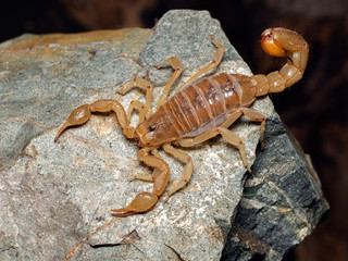 stripe-tailed scorpion, Paravaejovis spinigerus, from above, on rock