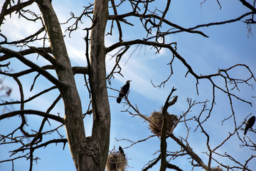 Black cormorant nests in a pine forest near the village of Juodkrante on the Curonian Spit in Lithuania. Trees died from bird droppings and therefore no needles are found on them.