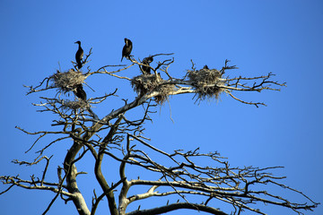 Black cormorant nests in a pine forest near the village of Juodkrante on the Curonian Spit in Lithuania. Trees died from bird droppings and therefore no needles are found on them.