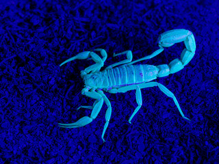 yellow ground scorpion, Paravaejovis confusus, 3/4 view, fluorescing under ultraviolet light (UV)...