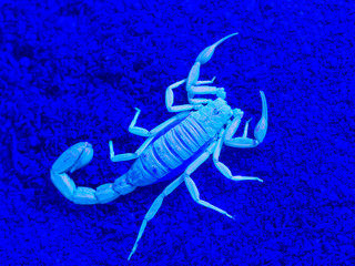 yellow ground scorpion, Paravaejovis confusus, from above, fluorescing under ultraviolet light (UV) on sand
