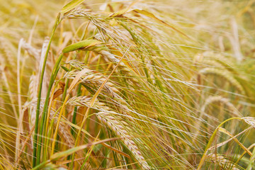Summer field with ripe barley ears. Hordeum vulgare. Idyllic rural landscape with golden spikes in cornfield. Agriculture, farming, harvesting. Common Barley plant 