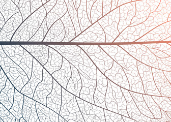 Background texture leaf. Vector illustration.