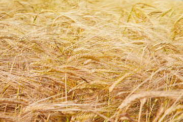 Summer field with ripe barley ears. Hordeum vulgare. Idyllic rural landscape with golden spikes in cornfield. Agriculture, farming, harvesting. Common Barley plant 