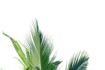 Coconut leaves on white isolated background for green foliage backdrop 